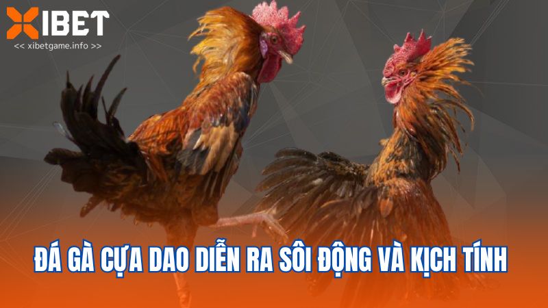 Đá gà cựa dao diễn ra sôi động và kịch tính 