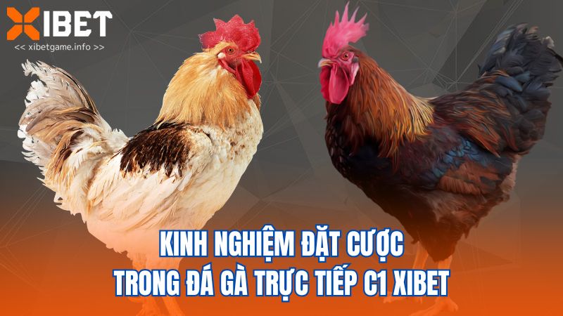 Kinh nghiệm đặt cược trong đá gà trực tiếp C1 XIBET