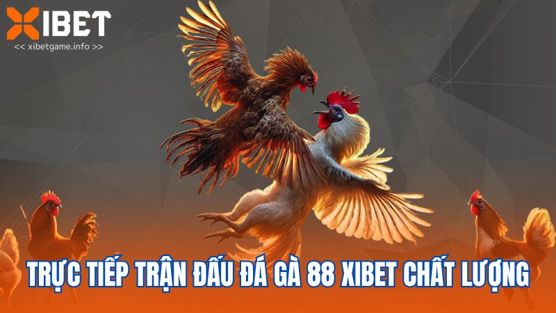 Trực tiếp trận đấu đá gà 88 XIBET chất lượng
