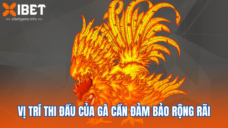 Vị trí thi đấu của gà cần đảm bảo rộng rãi